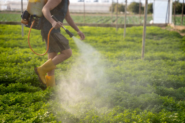 Flea Control Services in Chino Valley, AZ