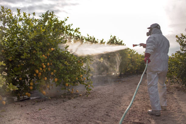 Best Affordable Pest Control Services  in Chino Valley, AZ