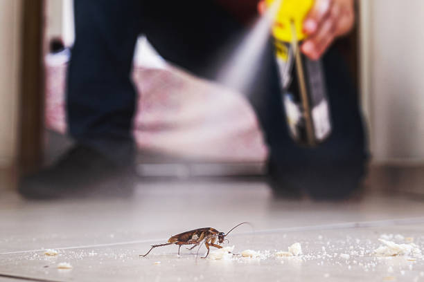 Best Pest Control Near Me in Chino Valley, AZ
